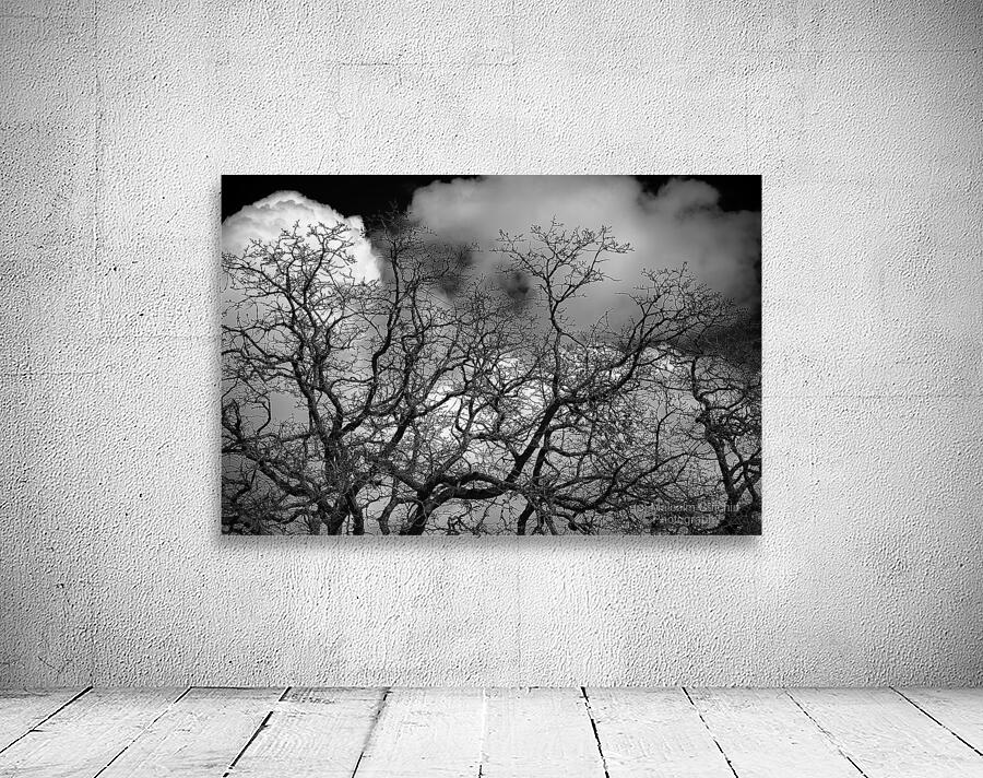 Crawford Oak Wall Preview