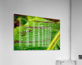 Gouttelettes Acrylic Print