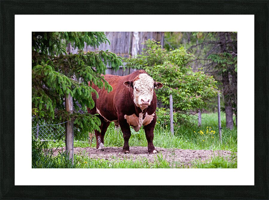 King Picture Frame print