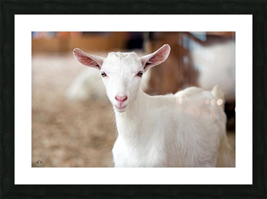 Biquette Picture Frame print