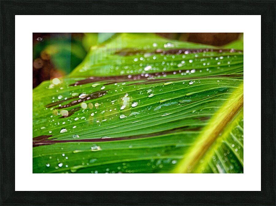 Gouttelettes Picture Frame print