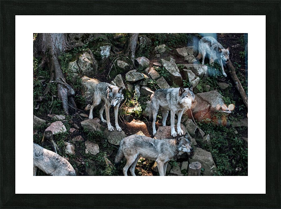 La meute Picture Frame print