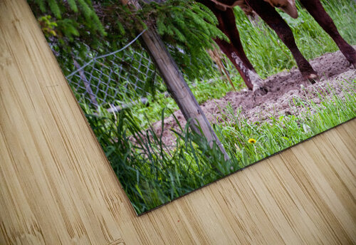 King Elze Photographie puzzle