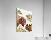 Bison  Acrylic Print