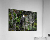 Bald eagle Acrylic Print