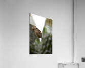 thrasher 1.1 Acrylic Print