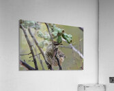 cactus wren Acrylic Print