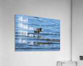 sea catch 2 Acrylic Print