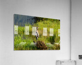 Feather stretch Acrylic Print