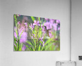 Rufous female 2 Acrylic Print