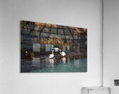 Away from the flock Acrylic Print