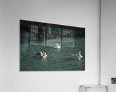 socialising Acrylic Print