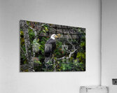 Eagle 2 Acrylic Print