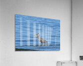sea catch 3 Acrylic Print