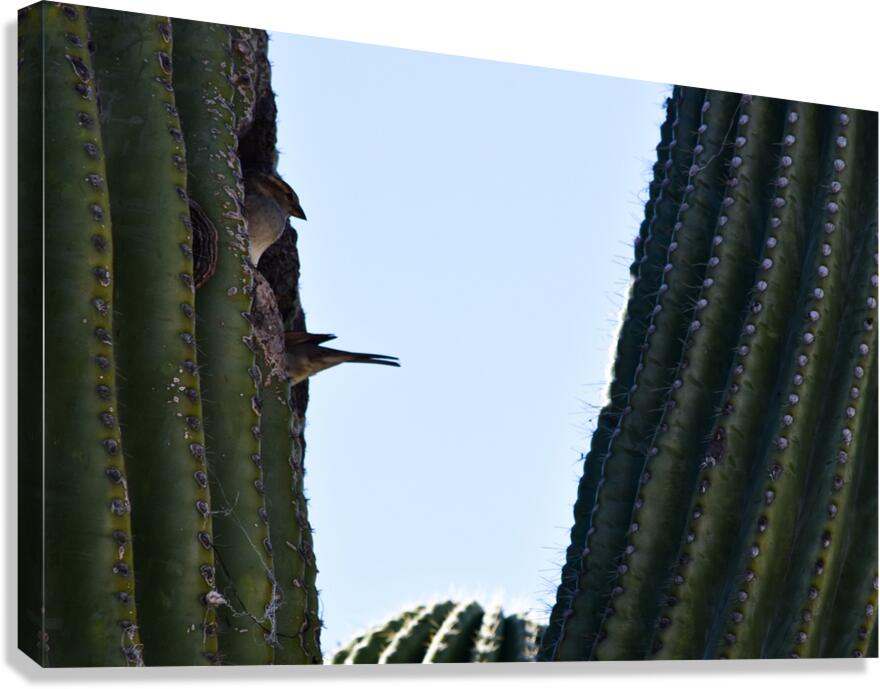 sparrows in a cactus Canvas Print