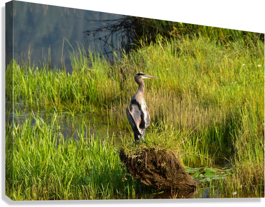 Feather stretch Canvas Print