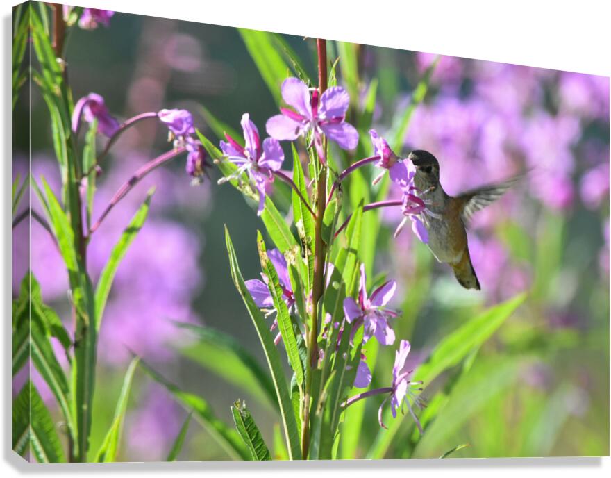 Rufous female 2 Canvas Print