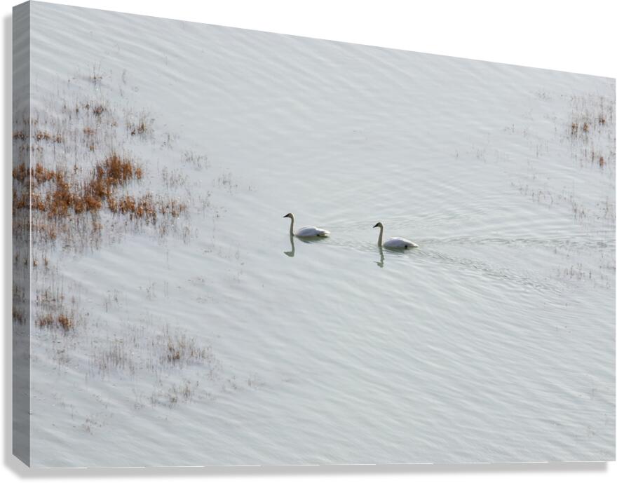 Pairing for life 2  Canvas Print