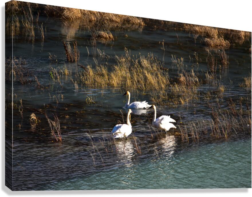 Away from the flock Canvas Print