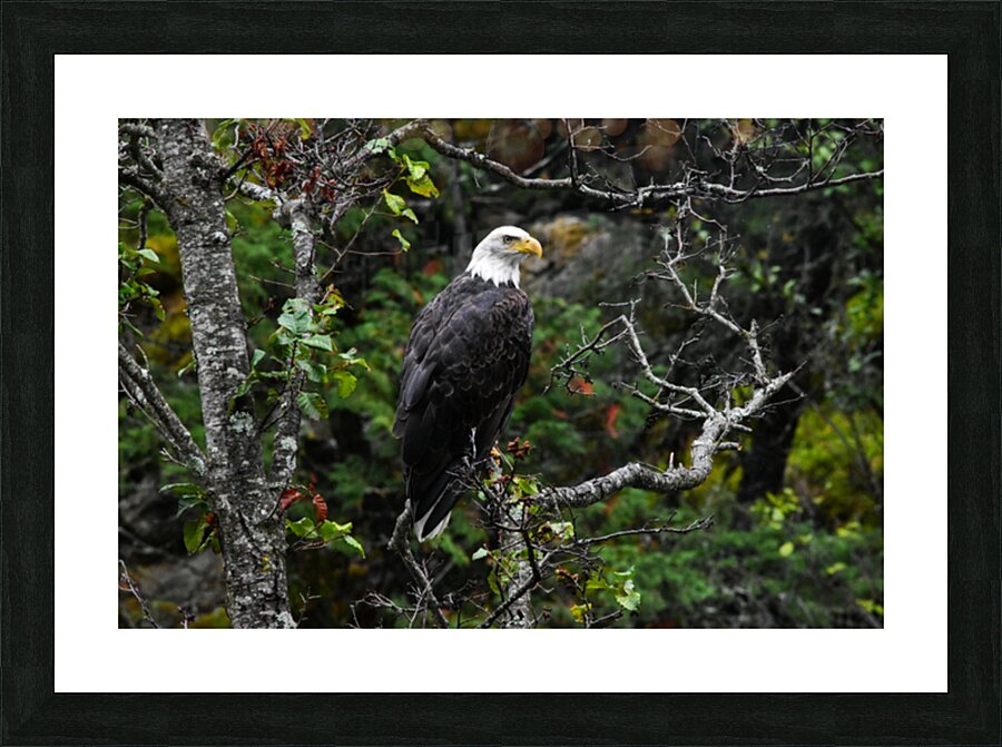 Bald eagle Picture Frame print