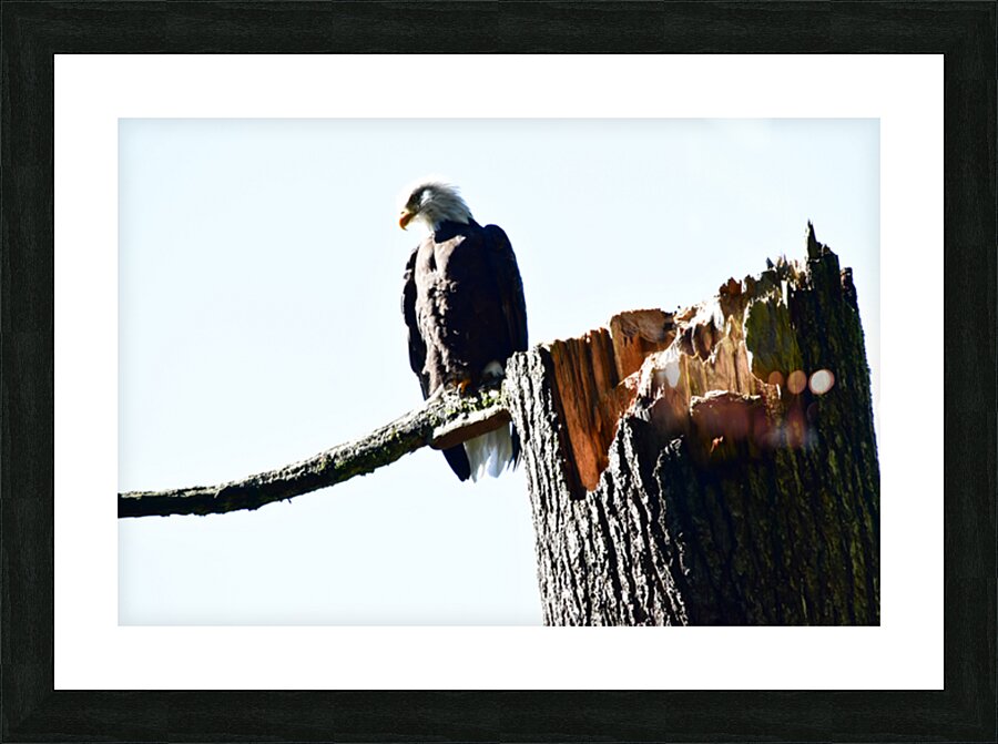 Eagle watch Picture Frame print