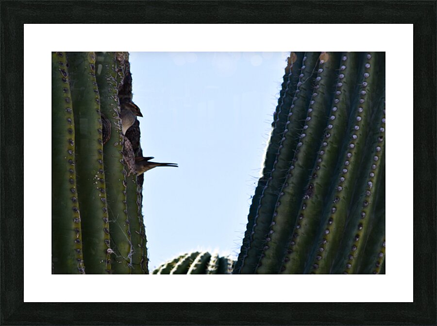 sparrows in a cactus Picture Frame print