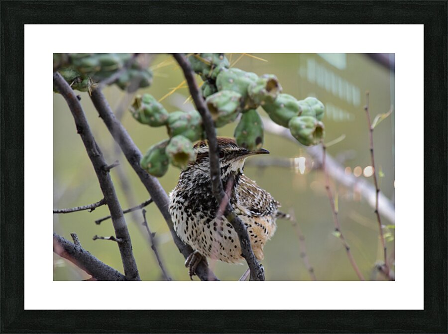 cactus wren Picture Frame print