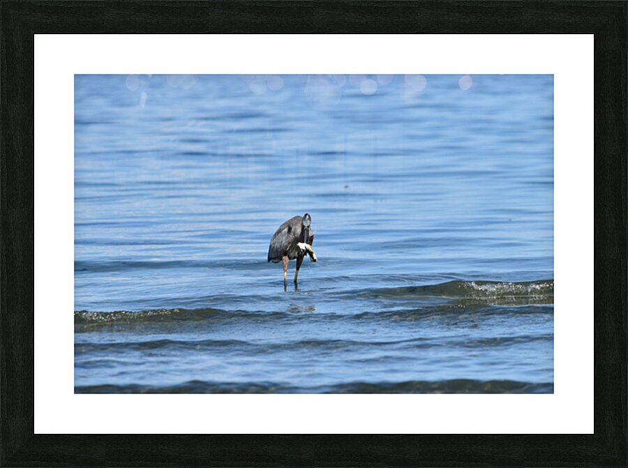 Sea Catch 1 Picture Frame print