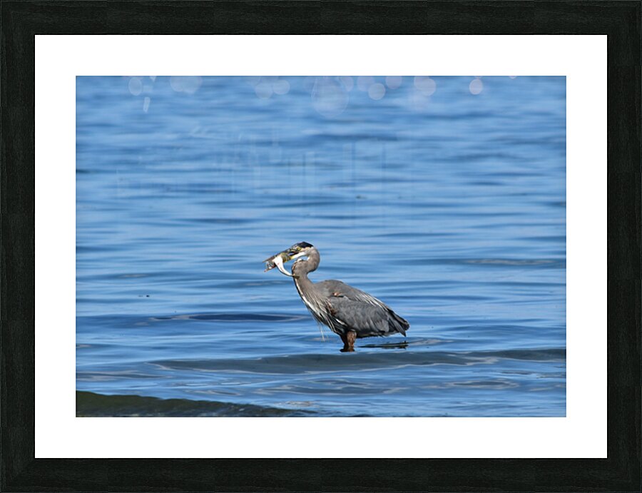 sea catch 3 Picture Frame print