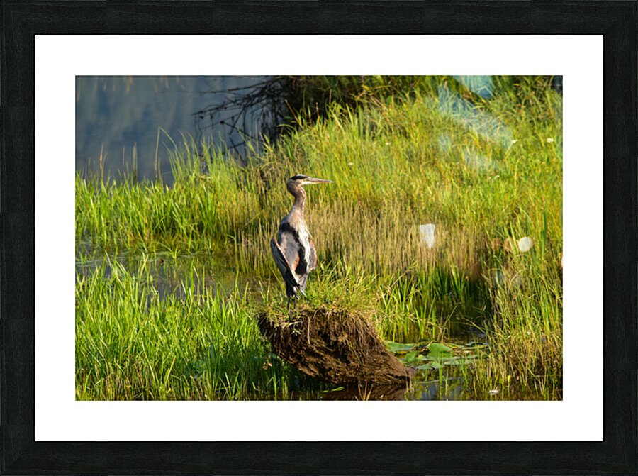 Feather stretch Picture Frame print