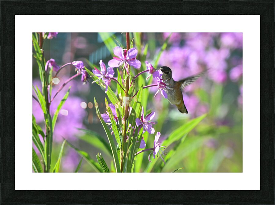 Rufous female 2 Picture Frame print