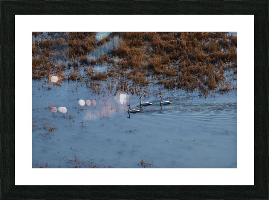 In three Picture Frame print