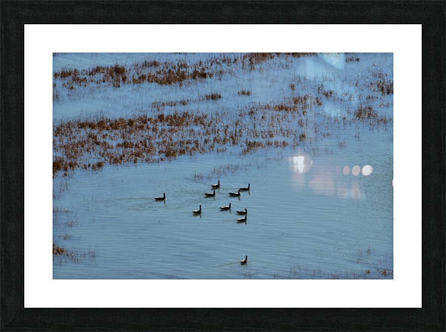 flock  Picture Frame print