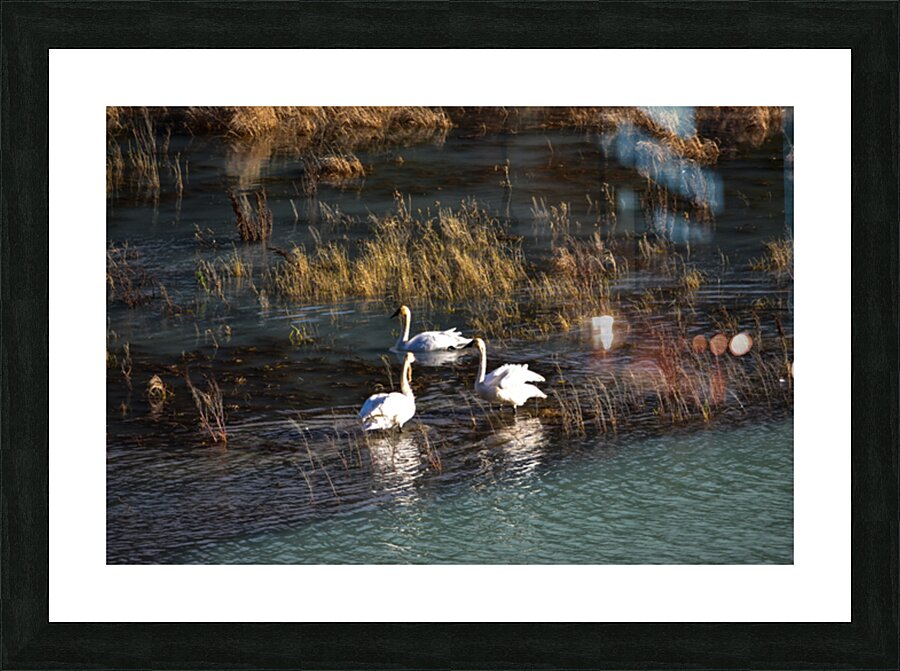 Away from the flock Picture Frame print