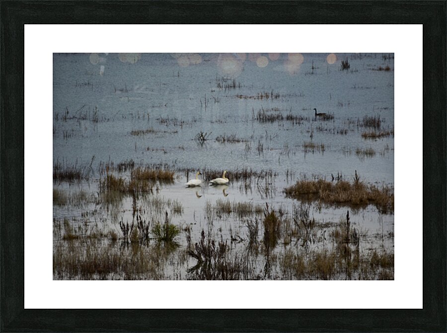 predator watch Picture Frame print