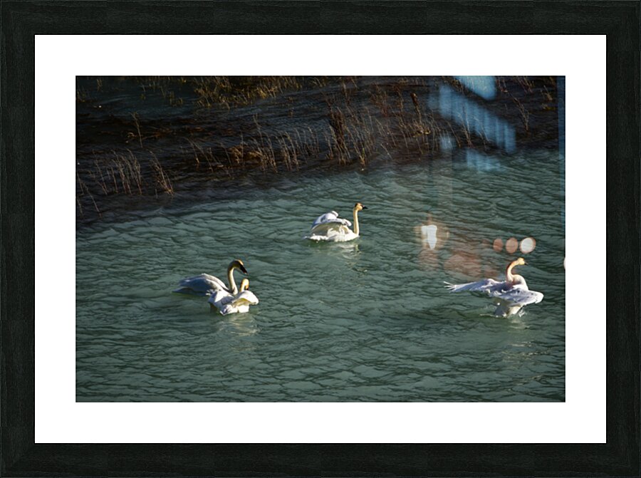 socialising Picture Frame print