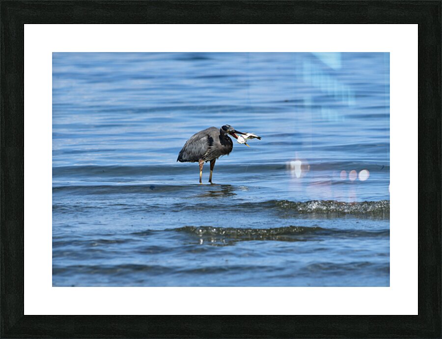 sea catch 2 Picture Frame print