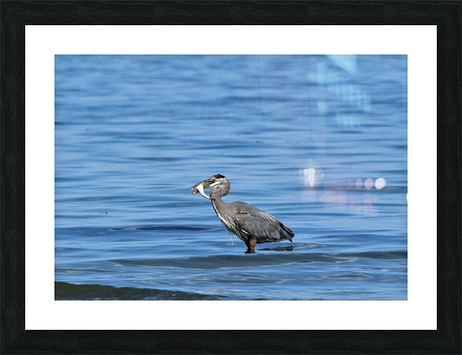 sea catch 3 Picture Frame print
