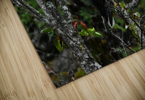 Bald eagle Ruvini De Alwis puzzle