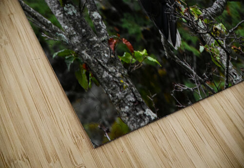 Eagle 2 Ruvini De Alwis puzzle