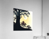 Moonlit Serenity: A Dance of Shadows and Light Acrylic Print