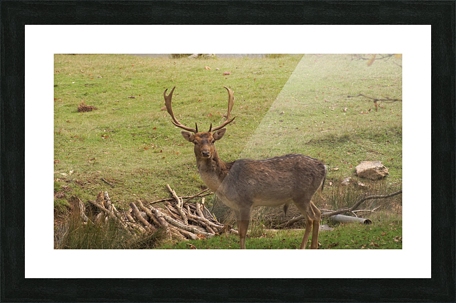 DSC02758 Picture Frame print