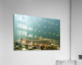 Brook trout 2 Acrylic Print