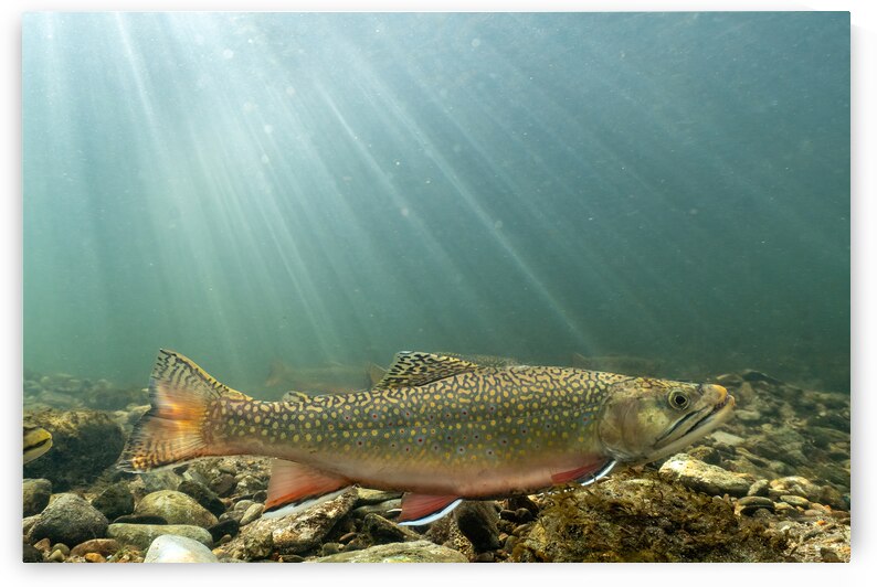 Brook trout 2 by naturetidbits