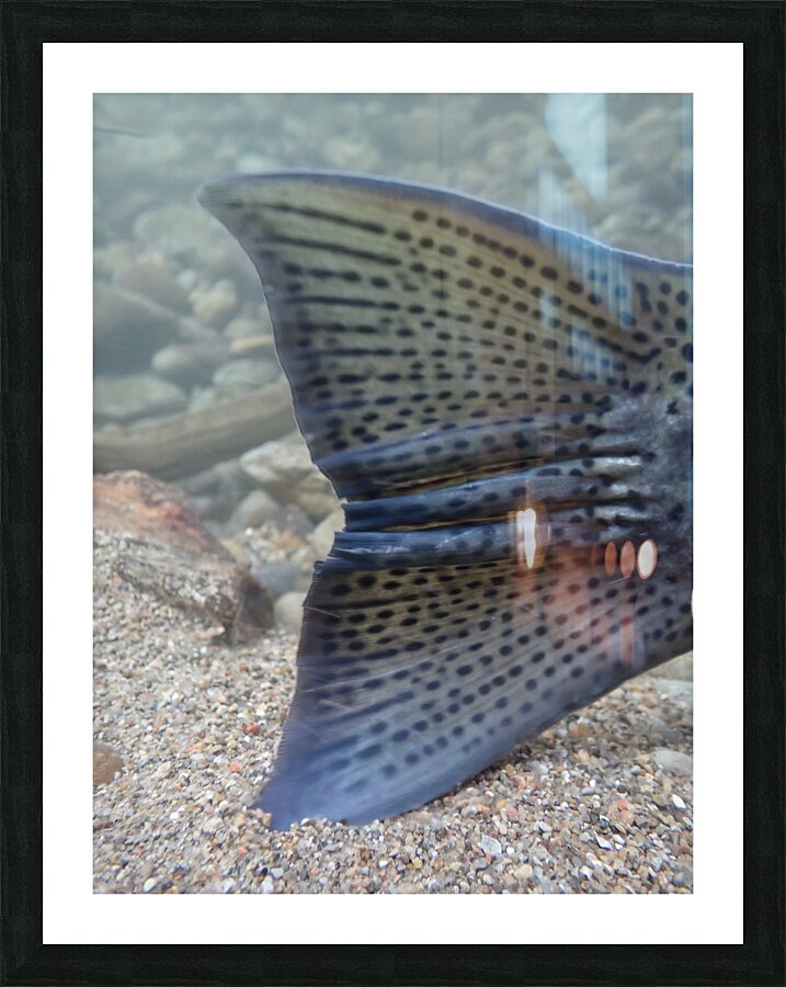 Steelhead tail Picture Frame print