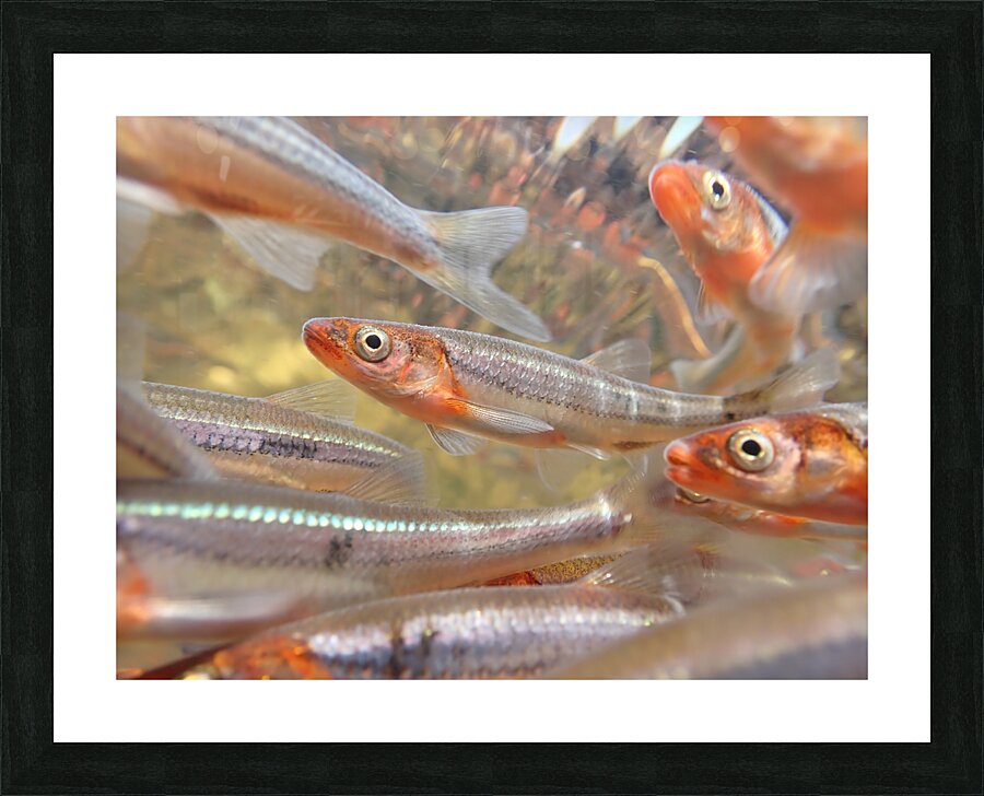 Rosyface shiners 3 Picture Frame print