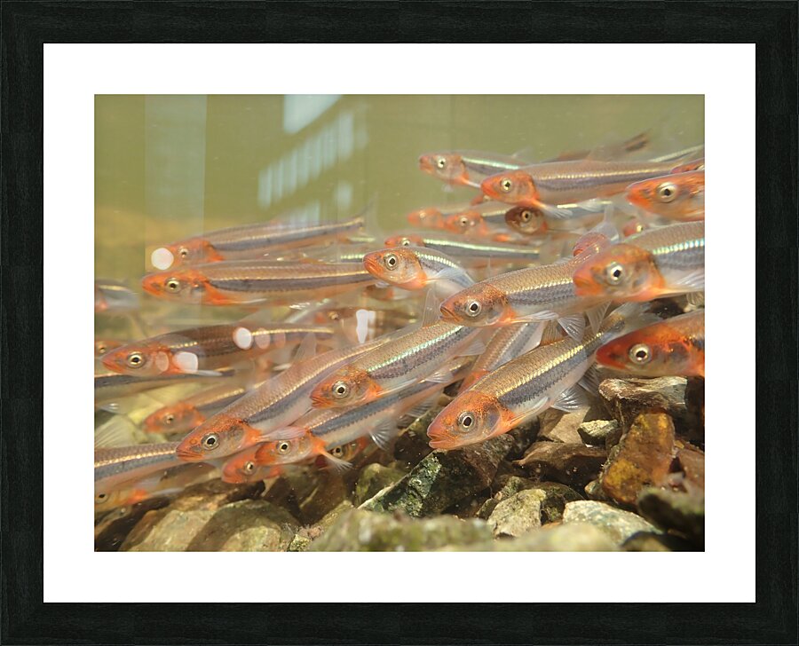 Rosyface shiners 1 Picture Frame print