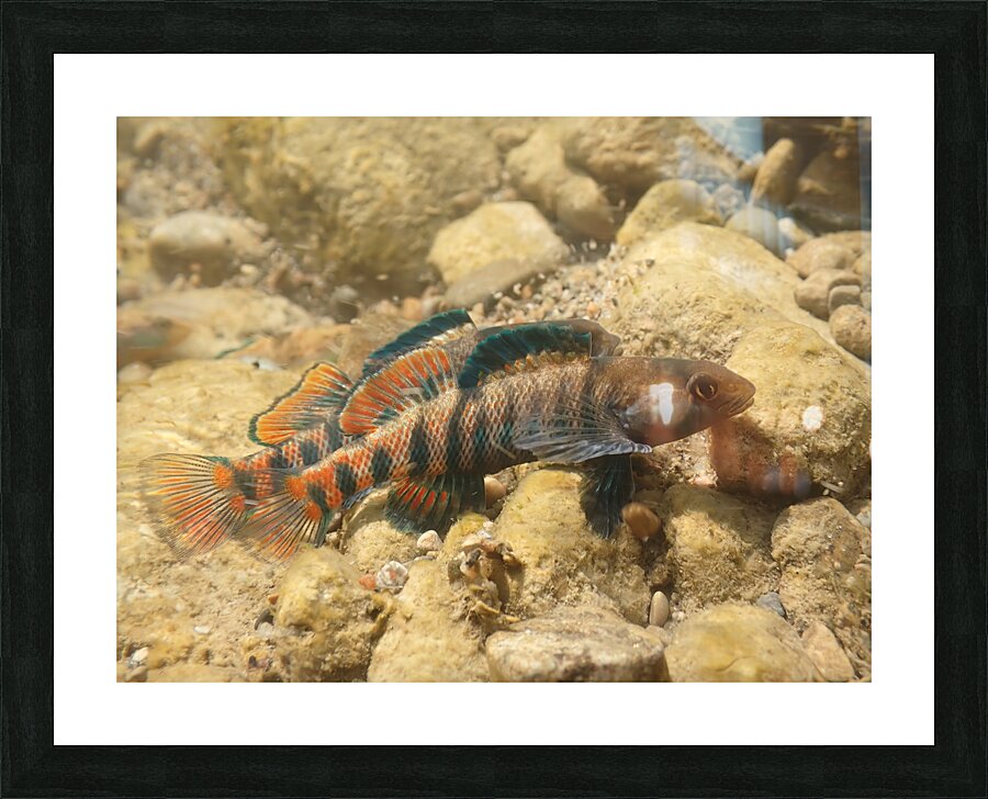 Rainbow darter 2 Picture Frame print