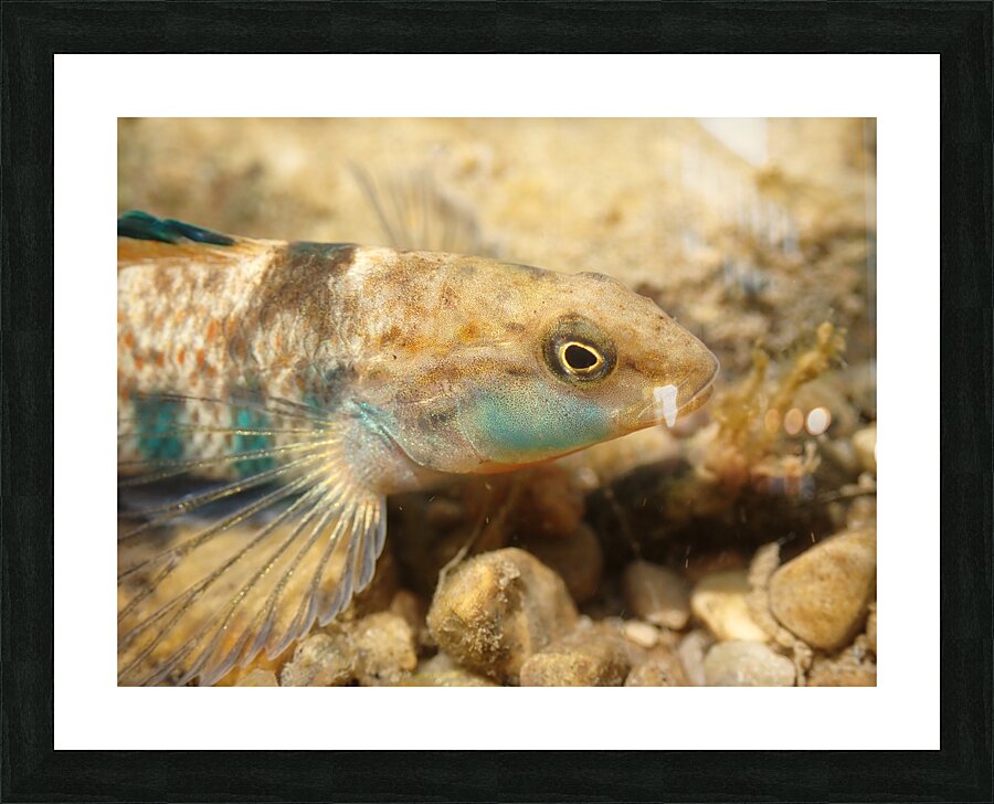 Rainbow darter 1 Picture Frame print
