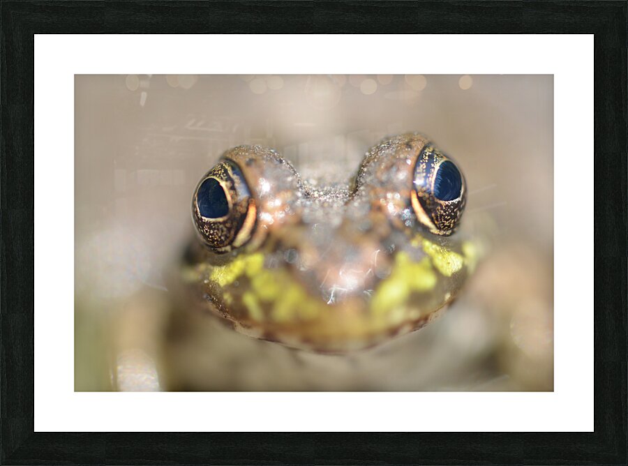 Frog Picture Frame print